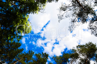 Clouds in the sky and background of tree branches