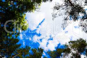 Clouds in the sky and background of tree branches