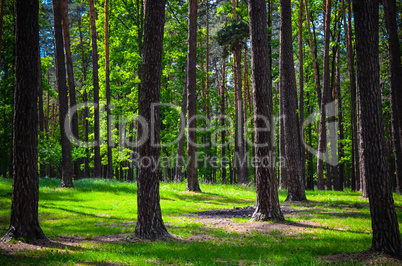 beautiful green forest wth trees and grass