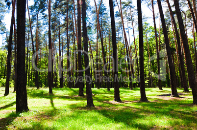 beautiful green forest wth trees and grass