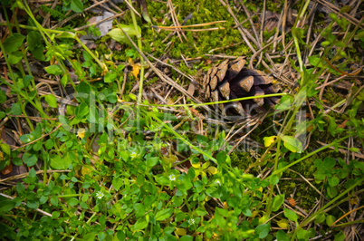 Pine Cone in a Grass Background