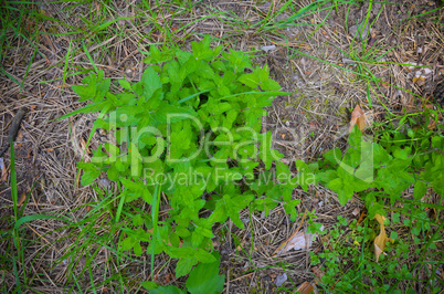 Moss and little plant on the floor