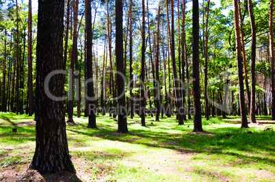 beautiful green forest wth trees and grass