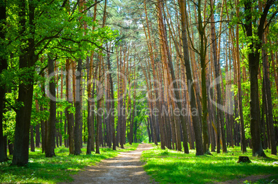 beautiful green forest wth trees and grass