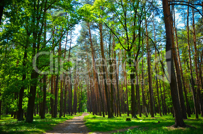 beautiful green forest wth trees and grass