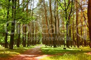 beautiful green forest wth trees and grass