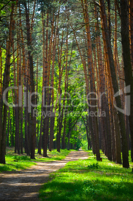 beautiful green forest wth trees and grass