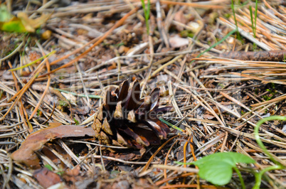 Pine cones on the forest floor