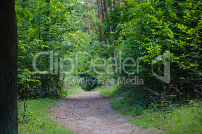 beautiful green forest wth trees and grass