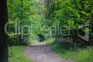 beautiful green forest wth trees and grass