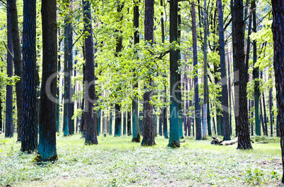 beautiful green forest wth trees and grass