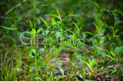 Green grass as background in summer