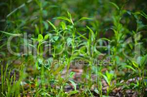 Green grass as background in summer