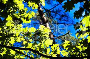 The green trees top in forest, blue sky and sun beams shining through leaves. Bottom view.