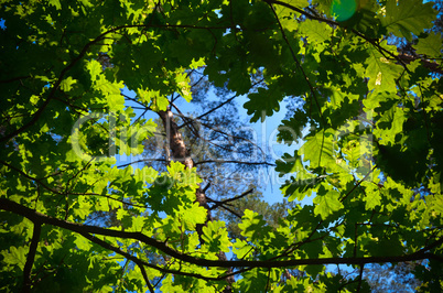 The green trees top in forest, blue sky and sun beams shining through leaves. Bottom view.