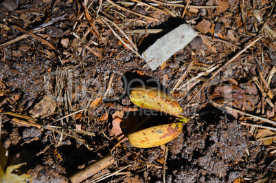 Earth ground covered with compost mulch fragment