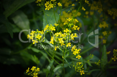 Beautiful yellow flowers in the forest