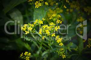 Beautiful yellow flowers in the forest