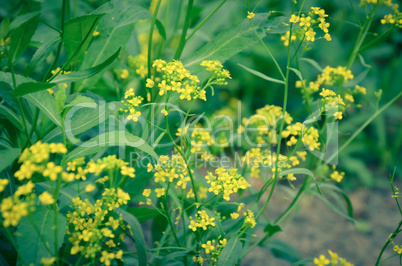 Beautiful yellow flowers in the forest