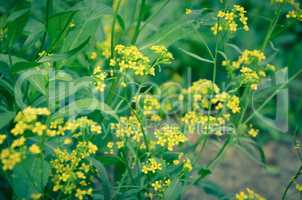 Beautiful yellow flowers in the forest