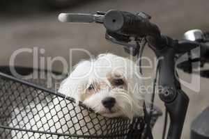 Portrait of small maltese in bicycle basket