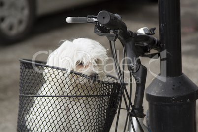 Portrait of small maltese in bicycle basket