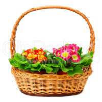 Colored primroses in the basket