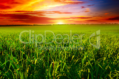 Beautiful sunset on wheat field Beautiful sunset on wheat field