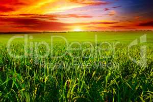 Beautiful sunset on wheat field