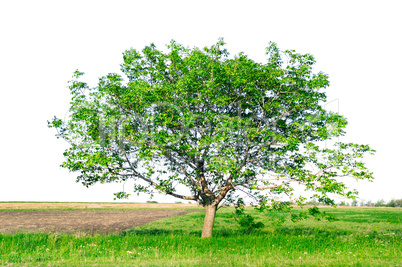 European walnut (Juglans regia)