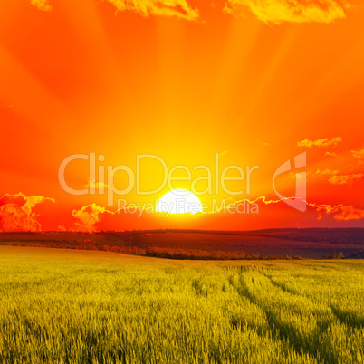 Beautiful sunset on wheat field