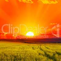 Beautiful sunset on wheat field