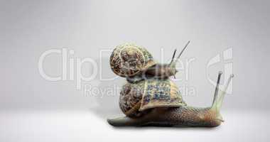 Composite image of snail on a white background