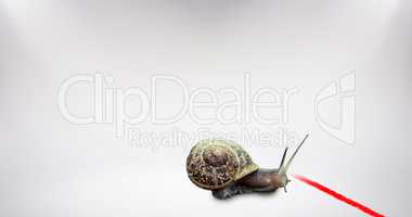 Composite image of snail on a white background
