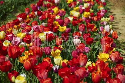 tulpen