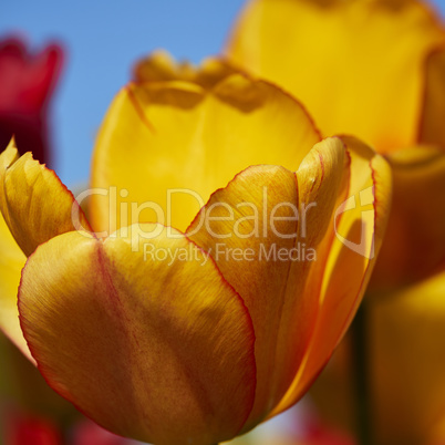 tulpen