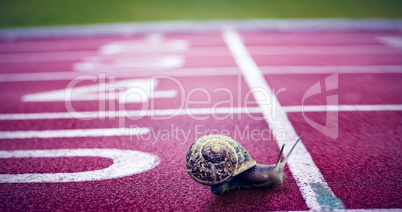 Composite image of snail on a white background