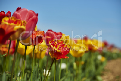 tulpen