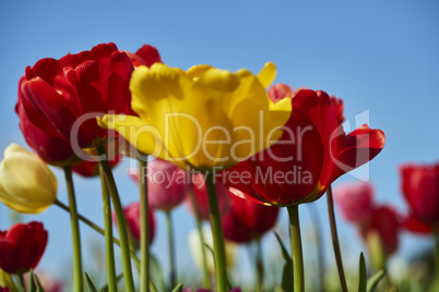 tulpen