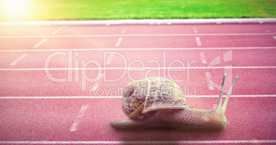 Composite image of snail on a white background