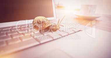 Composite image of snail on a white background