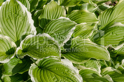 The texture of green leaves