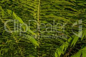 The texture of green leaves