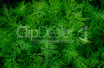 Texture, background of green seaweed