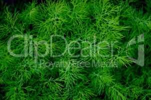 Texture, background of green seaweed