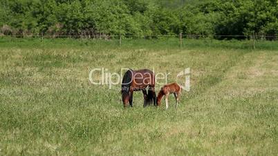 Horse family in the pasture