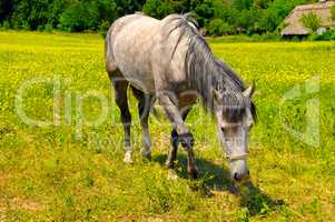 old horse grazing in a meadow