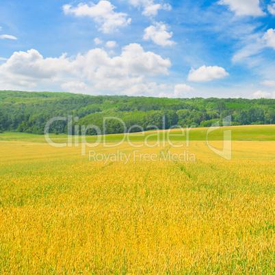 field and blue sky with light clouds