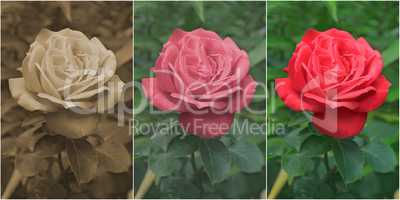 Red Rose in Sepia, Old and Modern Styles