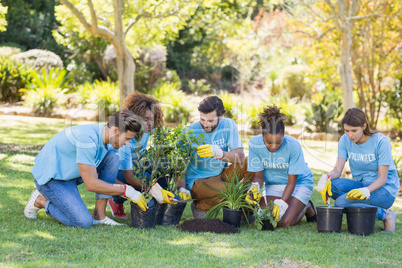 Group of volunteer planting